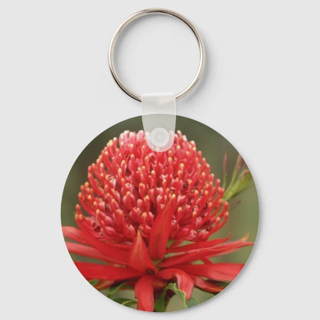 Chaveiro Waratah na floração, flores australianas (Frente)