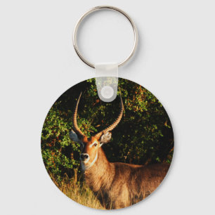 Chaveiro Waterbuck - ausari animais - teclas