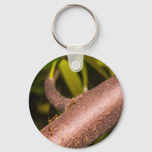 Chaveiro Weaver Ants em uma Madeira