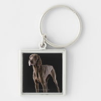 Weimaraner, tiro do estúdio