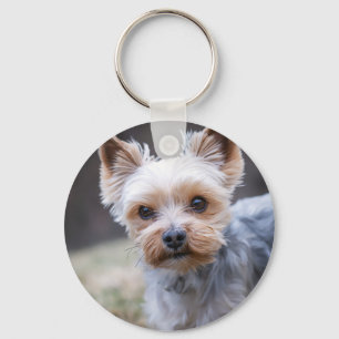 Chaveiro Yorkshire terrier, Cachorro, Pet