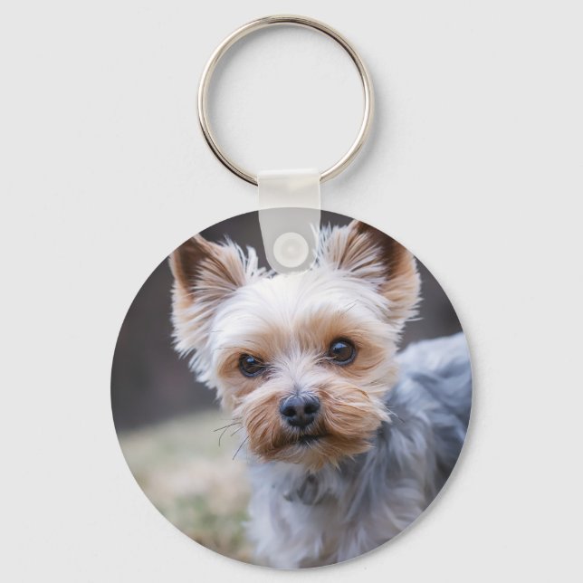 Chaveiro Yorkshire terrier, Cachorro, Pet (Frente)