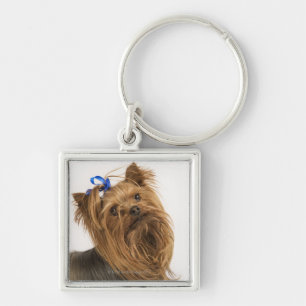 Chaveiro Yorkshire terrier/Yorkie. Raça vívida de