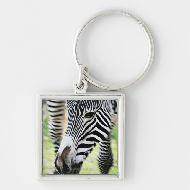 Chaveiro Zebra, fim-acima, foco seletivo (Frente)