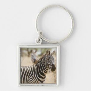 Chaveiro Zebra no Parque Nacional de Meru, Quênia.