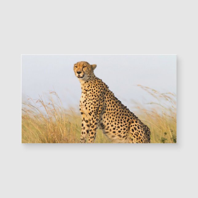 Cheetah (Frente)