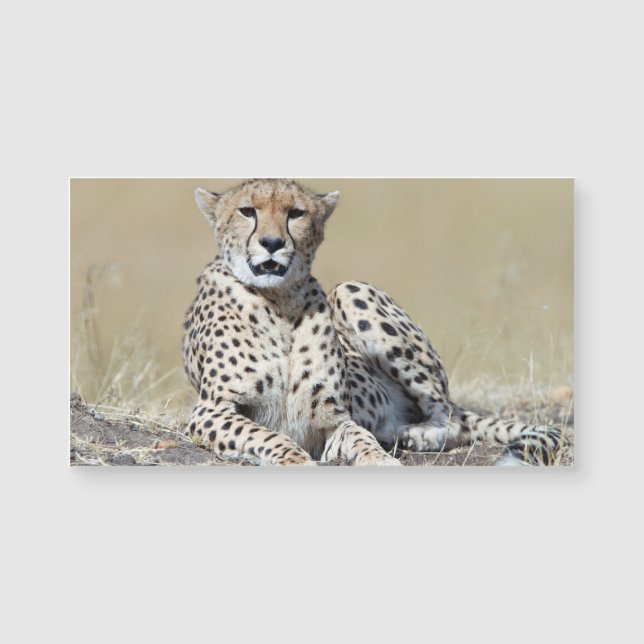 Cheetah (Frente)