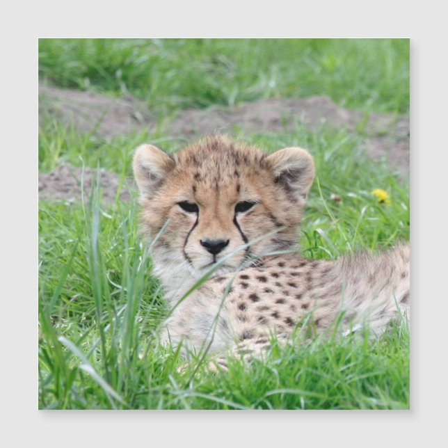 Cheetah 002 (Frente)