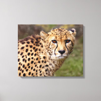 Cheetah Canvas