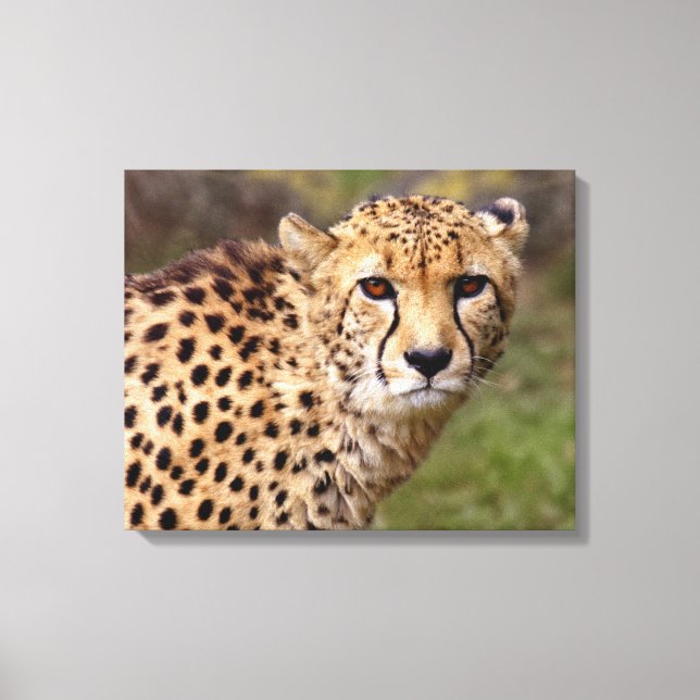 Cheetah Canvas (Frente)