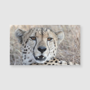 Cheetah Portrait