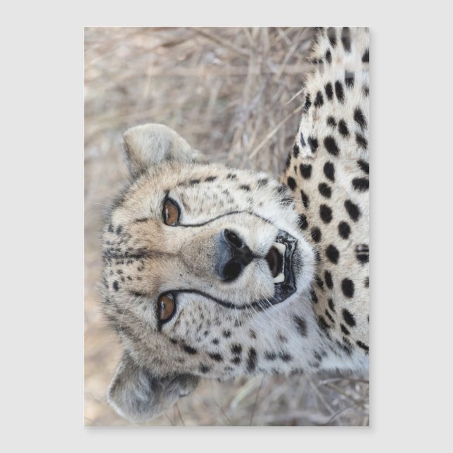 Cheetah Portrait (Frente)
