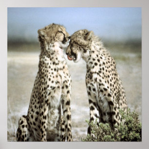 Cheetah Poster