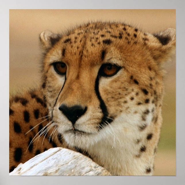 Cheetah Poster (Frente)