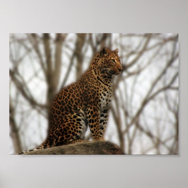 Cheetah Poster (Frente)