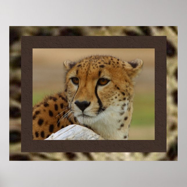 Cheetah Poster (Frente)