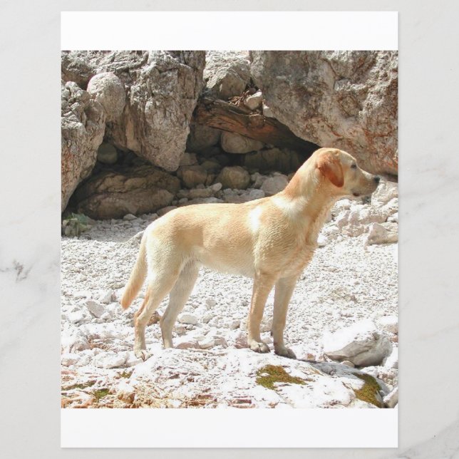 CHEIO de laboratório amarelo LR (Frente)