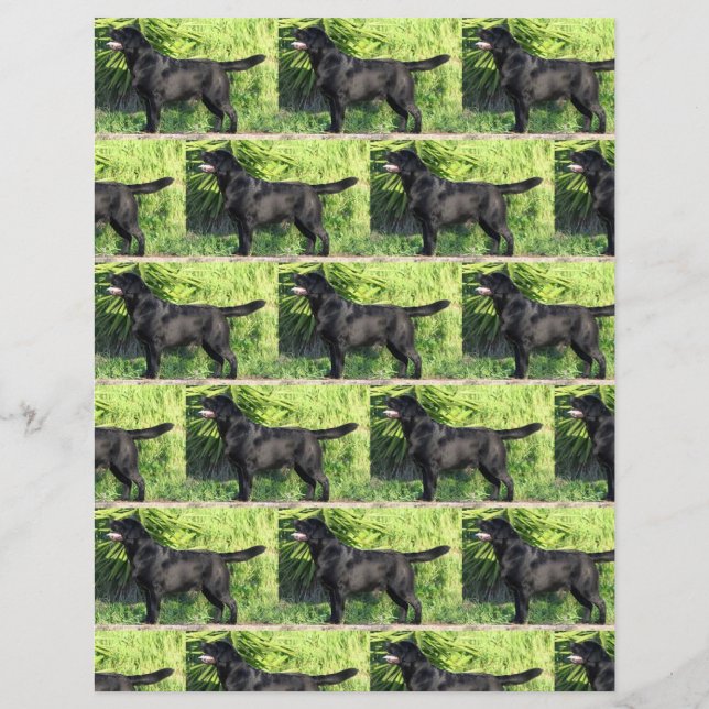 CHEIO de laboratório preto LR (Frente)