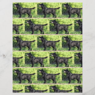 CHEIO de laboratório preto LR