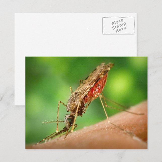 Cheio de mosquito do cartão postal de sangue (Frente/Verso)