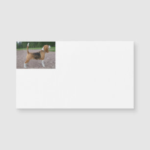 cheio do beagle 2.png