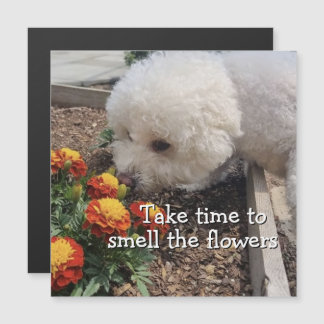Cheire as Flores