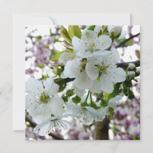 Cherry Blossom
