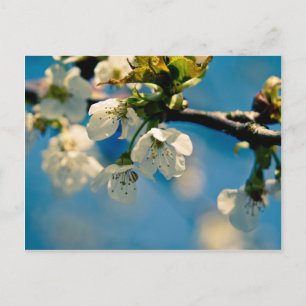 Cherry Blossom - Cartão postal