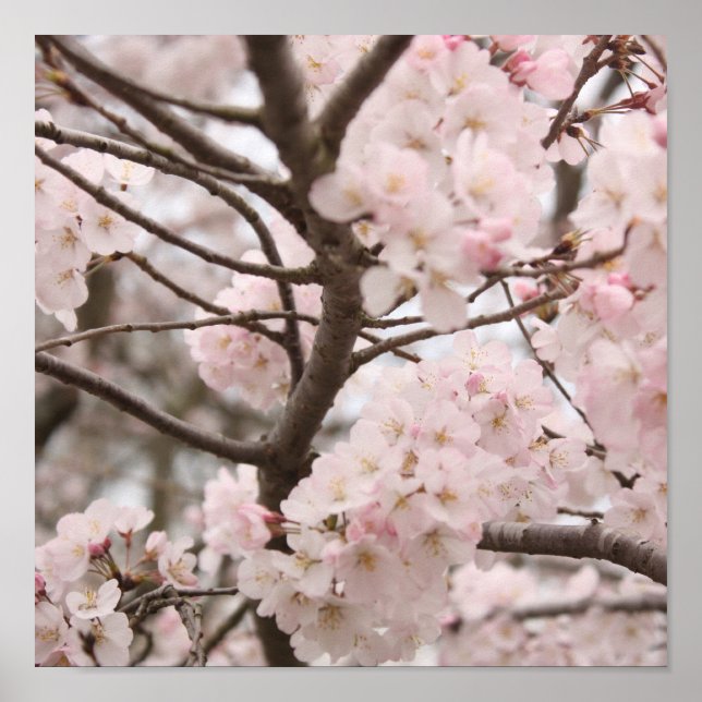 Cherry Blossom Poster (Frente)