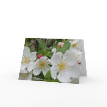 Cherry Blossom Surpresa Cartões de agradecimentos