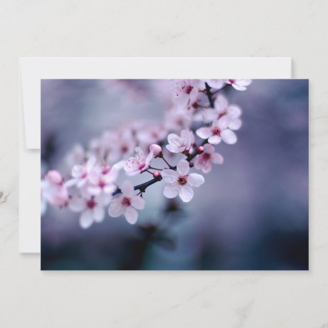 Cherry Blossoms (Frente)