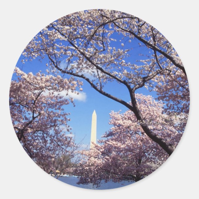 Cherry Blossoms em adesivos Washington DC (Frente)