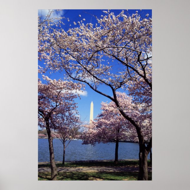 Cherry Blossoms em Washington DC poster impressão (Frente)