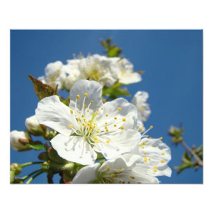 Cherry Blossoms Fotografia impressões Flores de pr