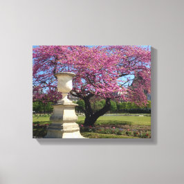 Cherry Blossoms Paris França Canvas Print