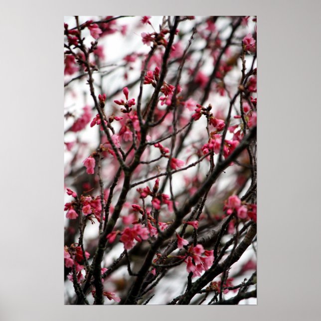Cherry Blossoms Poster (Frente)