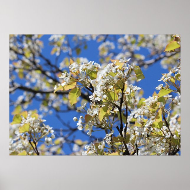 Cherry Blossoms Poster (Frente)