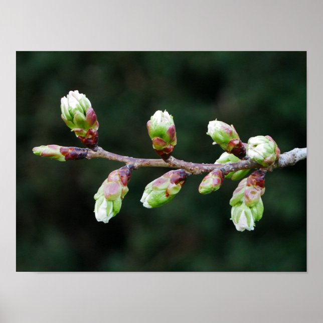 Cherry Tree Buds Poster (Frente)