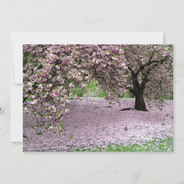 Cherry Trees Blossoms Primavera no Central Park (Frente)