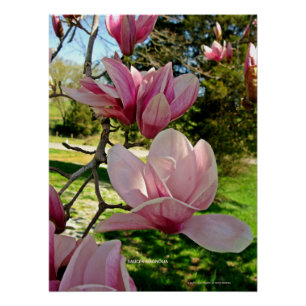 Chic Pink Magnolia Foto Floral Poster Impressão