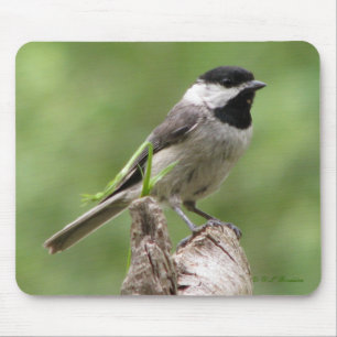 Chickadee de Carolina Mousepad