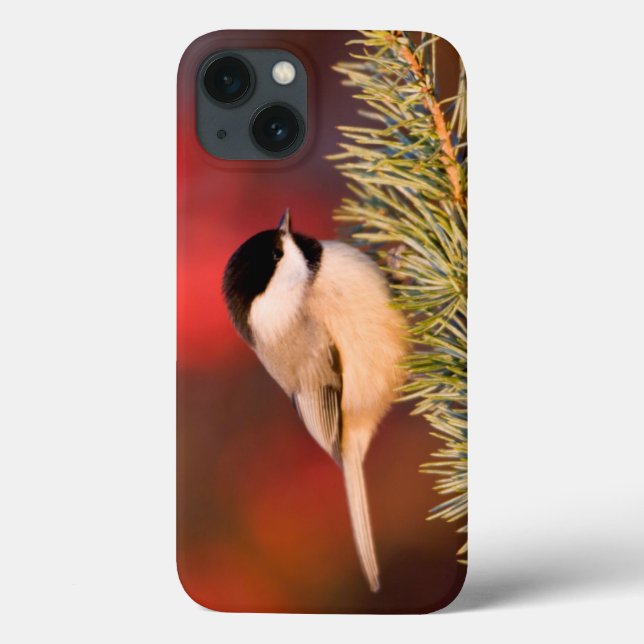 Chickadee de Carolina no cedro de atlas azul (Verso)