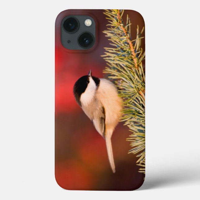 Chickadee de Carolina no cedro de atlas azul (Verso)