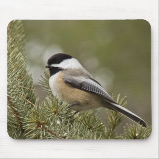 Chickadee Preto-tampado Mousepad