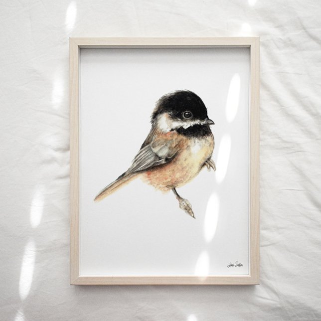 Chickadee Watercolor Art Impressão (Chickadee Watercolor Art Print
from Jennifer Steffen, Jenn Steffen Art. )
