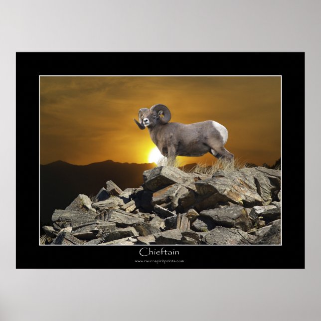CHIEFTAIN BIG HORN SHEEP Wildlife Photo Poster (Frente)