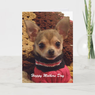 Chihuahua bonito: Cartão do dia das mães