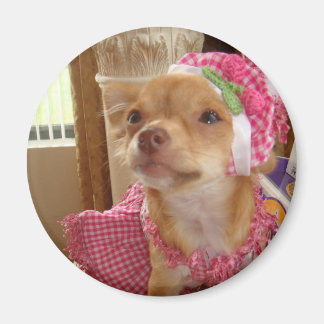 chihuahua com íman rosa