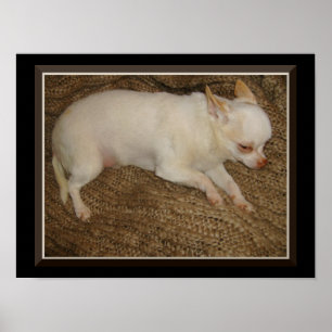 Chihuahua Mantendo Um Olho Aberto Poster