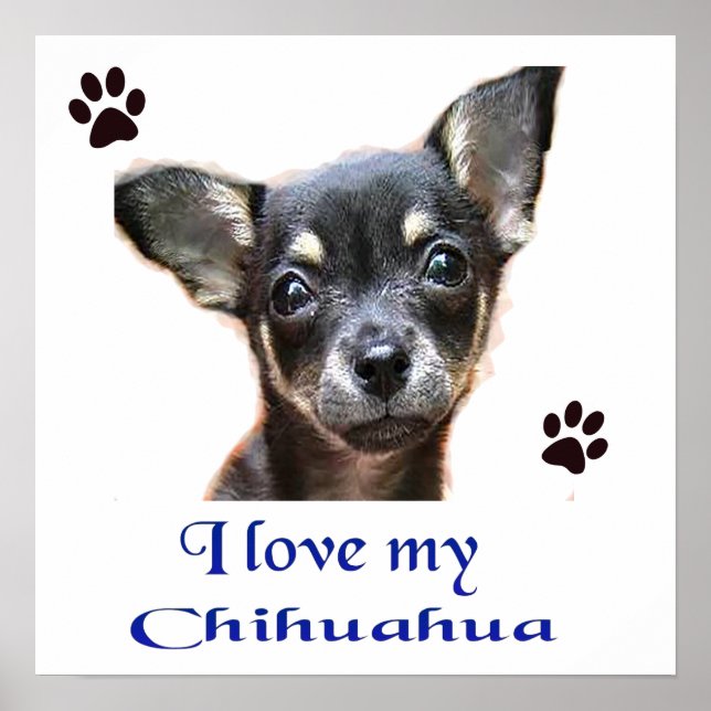 Chihuahua Poster (Frente)